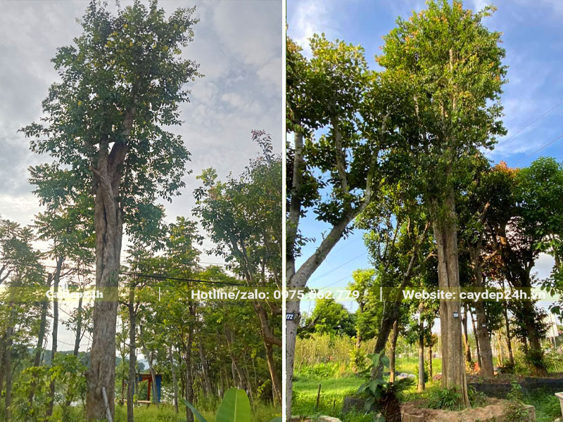 Bồ Quân công trình đường kính gốc 30 - 40cm