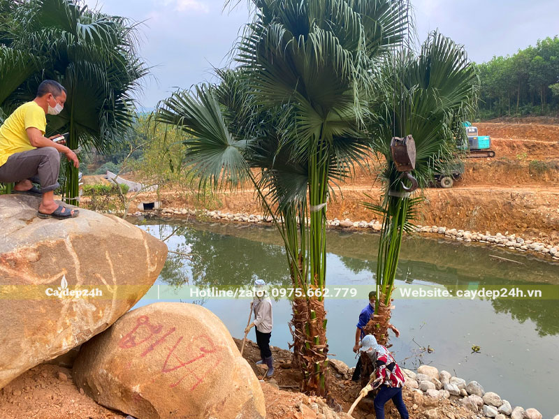 Đào và bứng bầu cây Cọ Ta công trình lóng cao hơn 1m