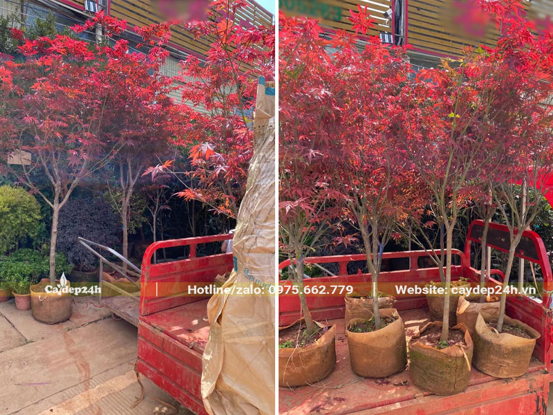 Xếp những cây lá phong đỏ cao hơn 1m lên thùng xe