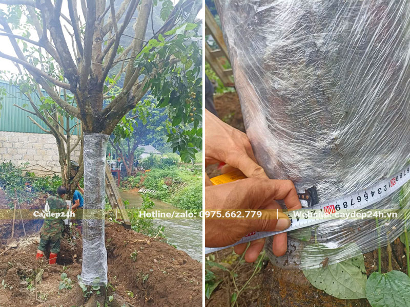 Bứng bầu cây Quất Hồng Bì vanh gốc 100cm