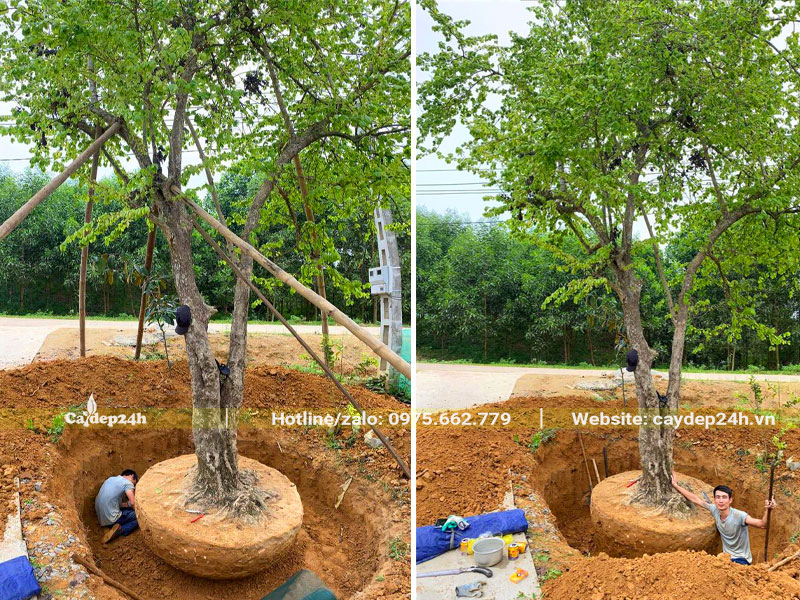 Đánh bầu cây Hồng Quân lâu năm đường kính gốc 20cm