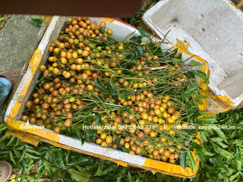 Thùng quả Quất Hồng Bì mới thu hoạch để bán