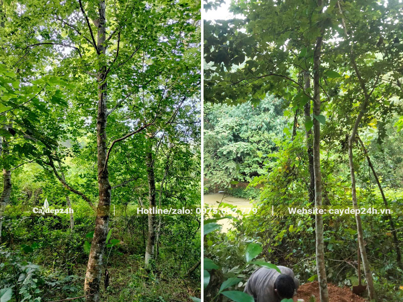 Rừng cây Sau Sau đường  kính thân 8 - 12cm (đo cách gốc 1m)