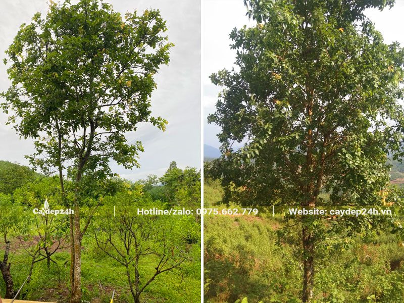 Cây Bồ Quân đánh thẳng chiều cao hơn 5m