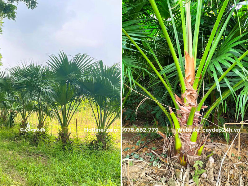 Chăm sóc vườn cây cọ ta giống đang bắt đầu lộ thân