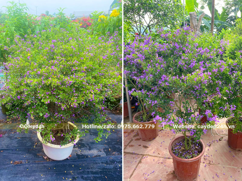Hàng trăm cây Linh Sam cao 70 - 80cm dưỡng tại nhà vườn
