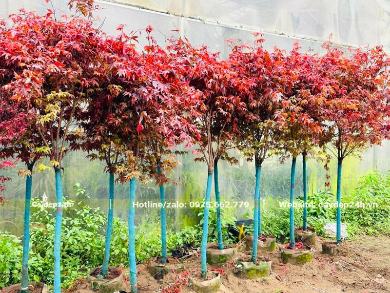 Hàng chục cây Phong Lá Đỏ mới lớn, thoát thân khoảng 1m