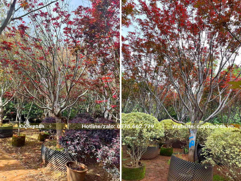 Vườn dưỡng ủ số lượng lớn cây Phong Lá Đỏ lâu năm