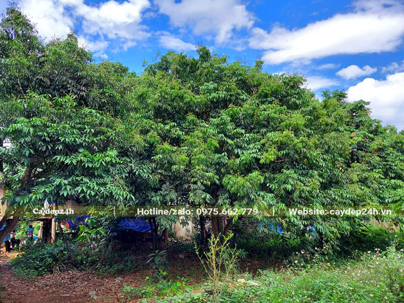 Vườn thâm canh cây Quất Hồng Bì lâu năm chiều cao hơn 3m