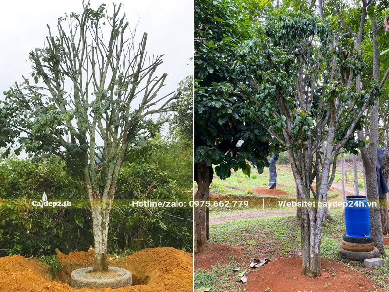 Dâm ủ cây Quất Hồng Bì lâu năm trên đất đỏ và đất vàng