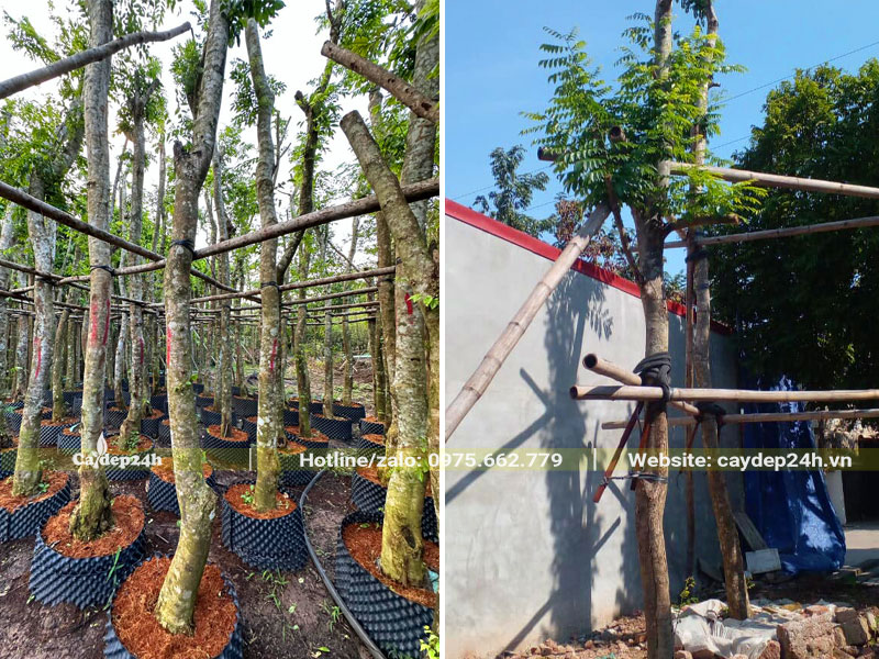 Cây Sưa Đỏ công trình dâm ủ trong bầu nổi