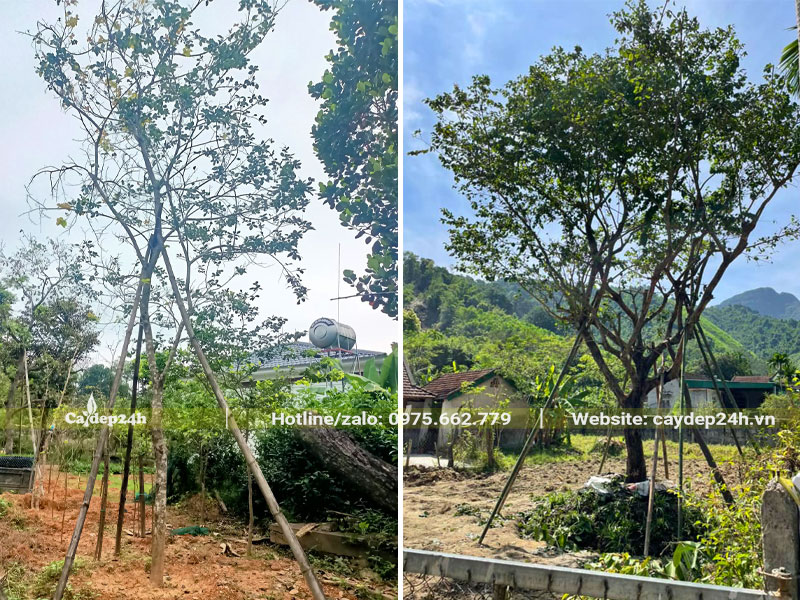 Chống cọc cho cây Bồ Quân công trình mới trồng và mới dâm ủ