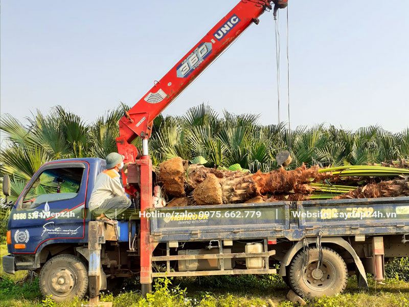 Cần cẩu đang nhấc từng cây Cọ Ta cao 3 - 4m lên xe