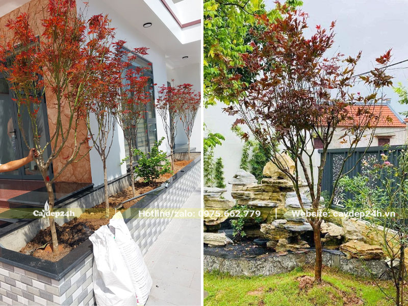 Trồng cây Phong Lá Đỏ trong bồn đất và trang trí tiểu cảnh sân vườn biệt thự