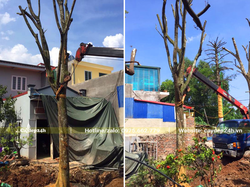 Cần cẩu đang đưa cây Quất Hồng Bì vào hố trồng