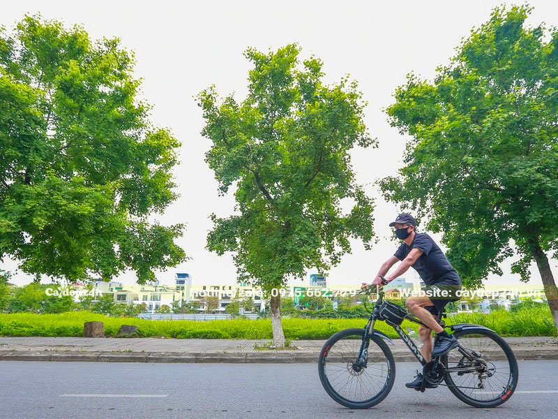 Hàng Cây Sau Sau trồng vỉa hè đường phố tại Hà Nội