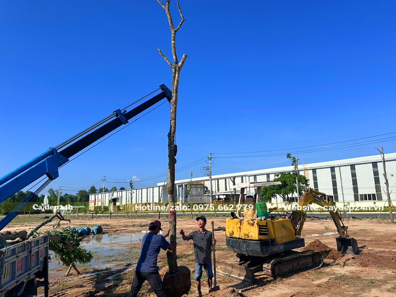 Hạ cây Sưa Đỏ công trình vào hố trồng