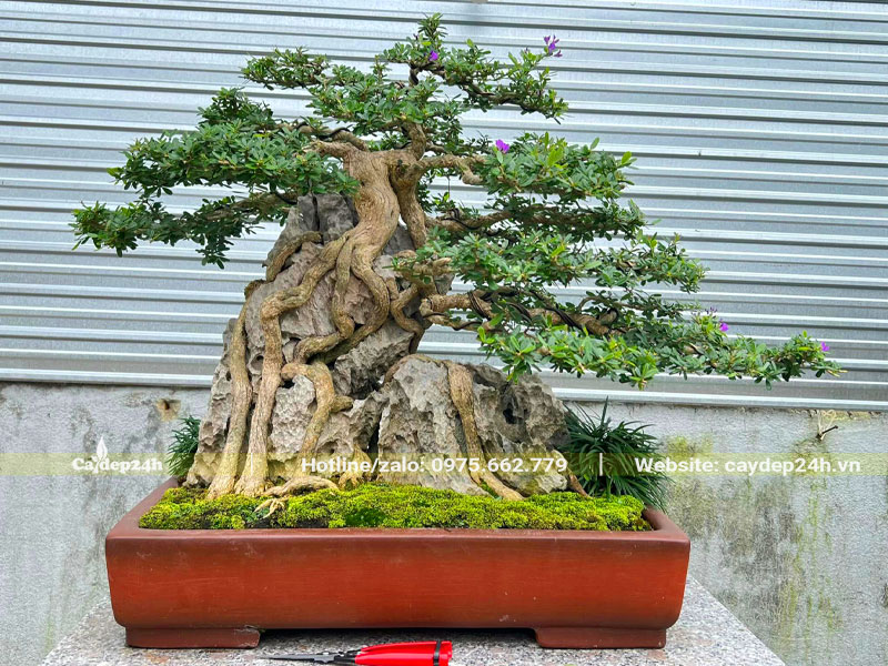 Cây Linh Sam bonsai được cắt tỉa công phu