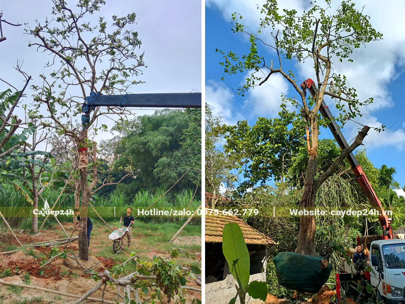Dùng cần cẩu để di chuyển cây Bồ Quân công trình trong quá trình trồng