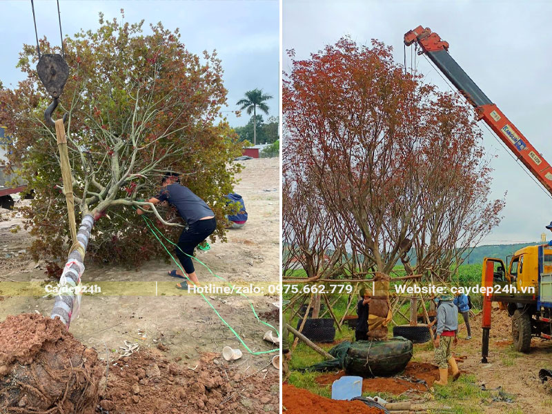 Cần cẩu đang đưa cây Phong Lá Đỏ công trình kích thước lớn lên xe
