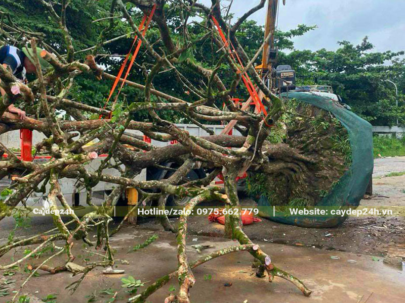 Đang buộc để cẩu cây Bồ Quân cổ thụ bứng thẳng lên xe đầu kéo