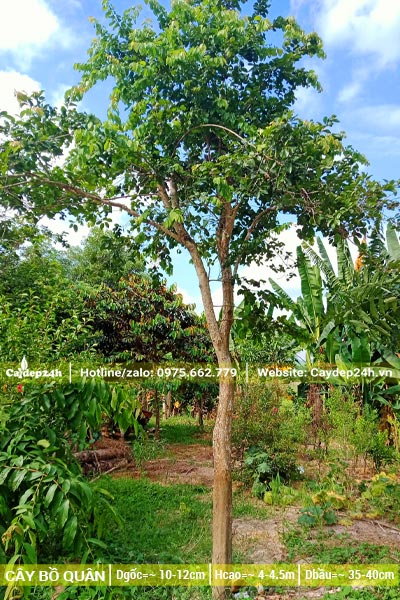 Cây có đường kính khoảng 10cm