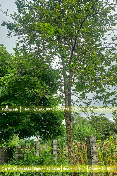 Cây Bồ Quân công trình chiều cao hơn 6m