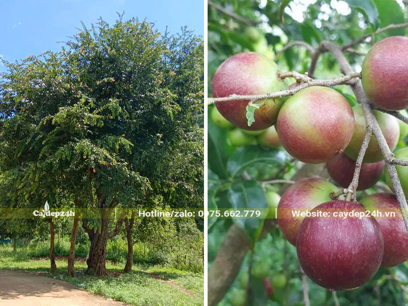 Cây Bồ Quân cổ thụ, quả bắt đầu chín đỏ