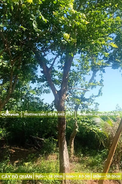 Hình ảnh cây Bồ Quân công trình đường kính gốc 20cm