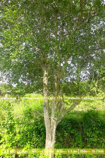 Cây Mận Quân công trình chiều cao 5 - 6m, đường kính gốc 30cm trở lên