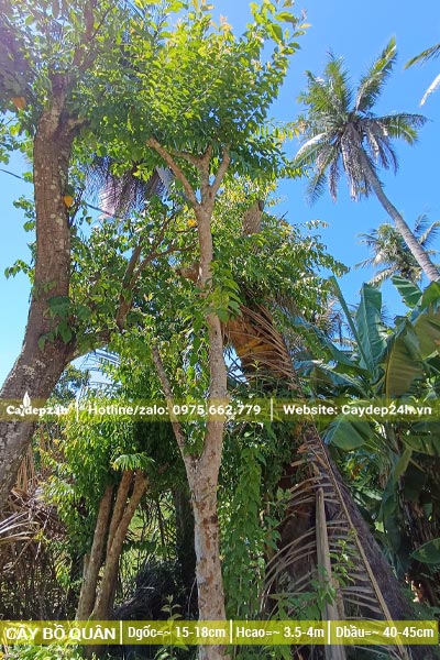 Cây Bồ Quân dâm ủ đường kính gốc 15cm