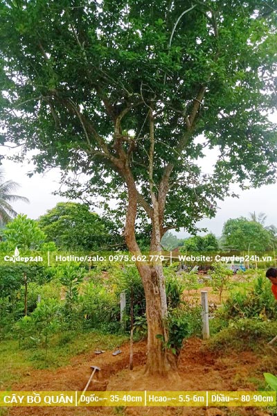 Đào đất và bứng bầu cây Bồ Quân công trình đường kính gốc gần 40cm