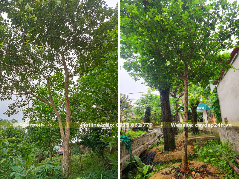Hình ảnh cây Bồ Quân trưởng thành cao 4 - 6m