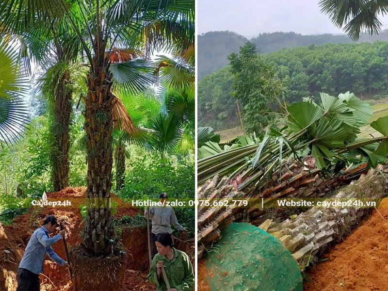 Bứng bóng cây Cọ Ta lâu năm đường kính bầu 60cm trở lên