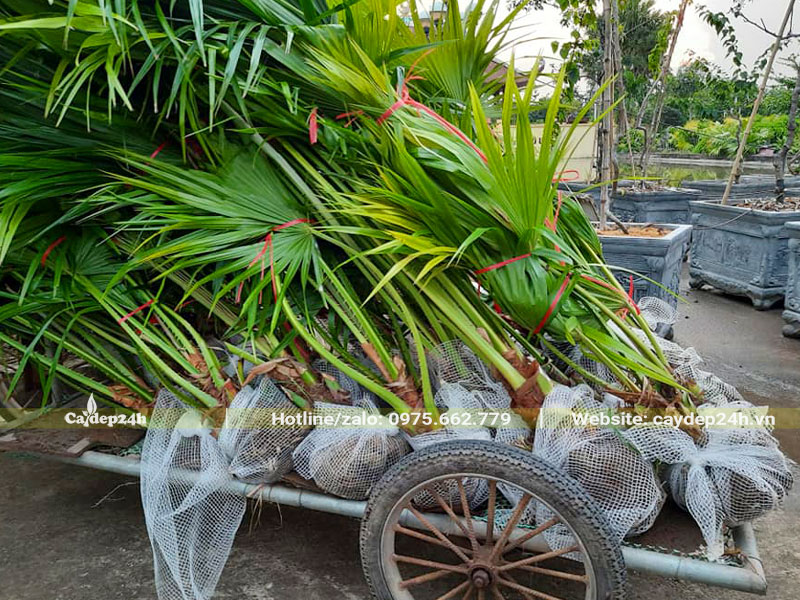 Chuyên chở cây giống Cọ Ta từ vườn ra xe 