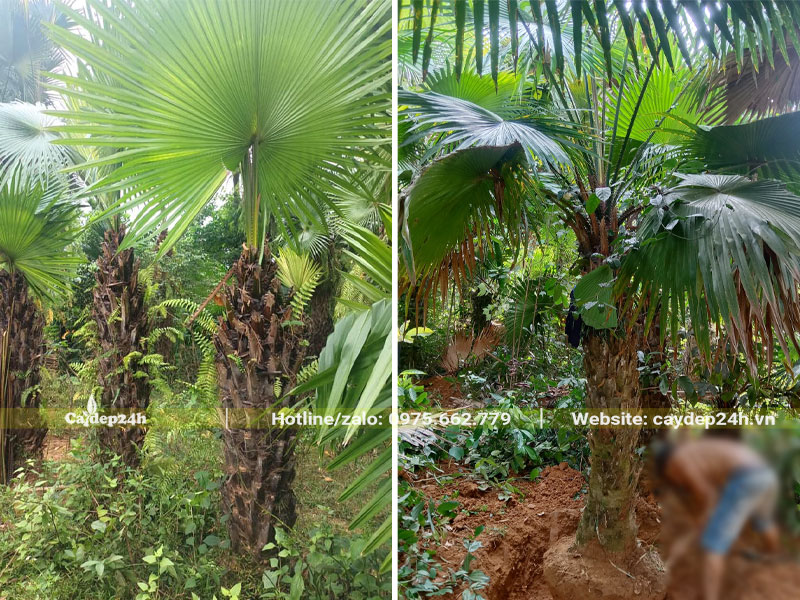 Bứng nóng cây cọ ta thân cao 1m5, đã tỉa cành lá