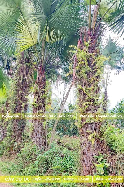 Vườn cây Cọ Ta công trình lóng thân cao 2m