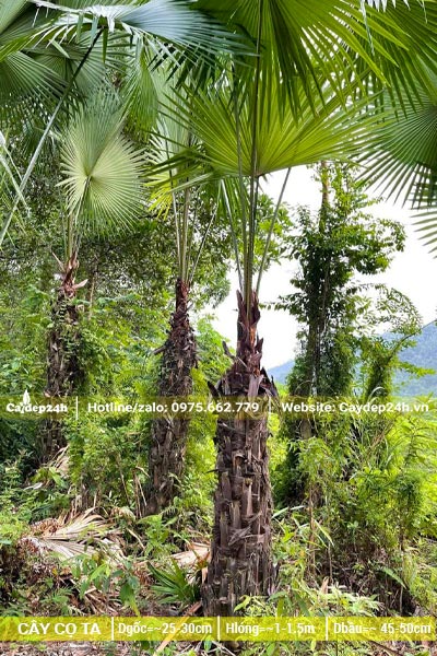 Cây Cọ Ta trồng trên đất đồi thân cao 1 - 1,5m