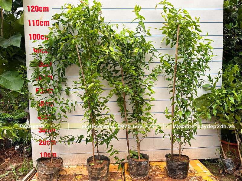 Cây giống Bồ Quân đẹp, chiều cao 1 - 1,2m