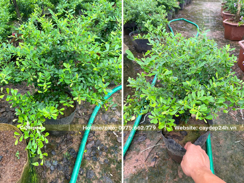 Những bầu cây giống Linh Sao cao khoảng 20 - 25cm