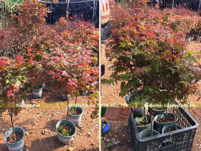 Cung cấp cây Phong Lá Đỏ giống cho khách hàng
