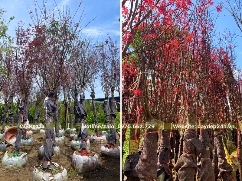 Hàng chục cây Phong Lá Đỏ dưỡng bầu, chiều cao khoảng 3m