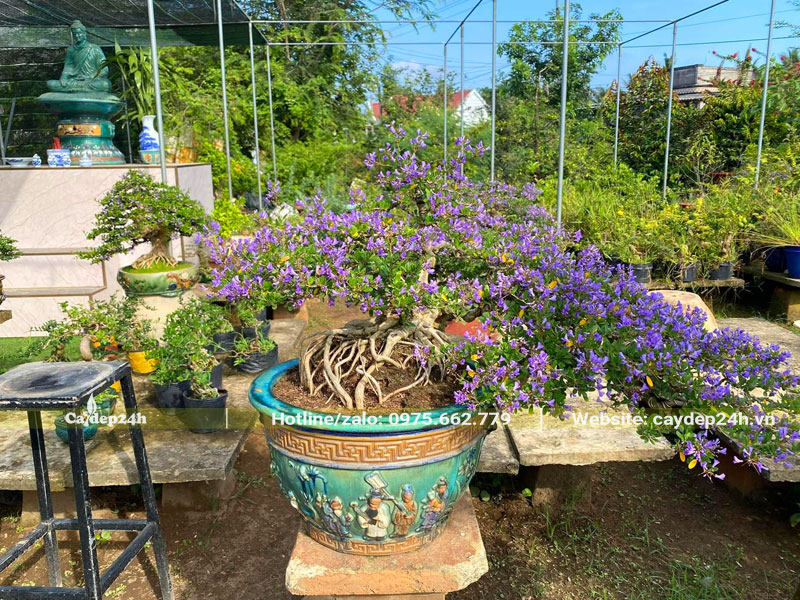 Linh Sam bonsai đang nở hoa đẹp