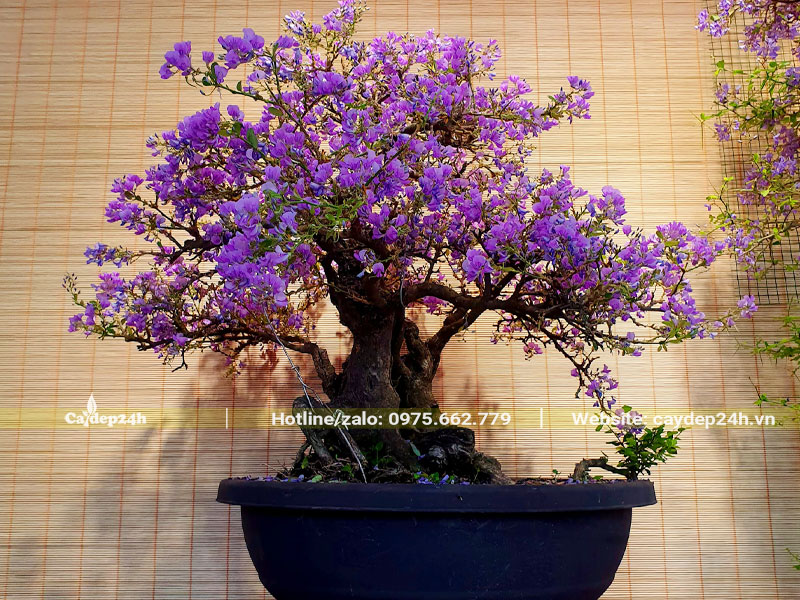 Chậu cây Linh San bonsai nở hoa đúng vào dịp Tết