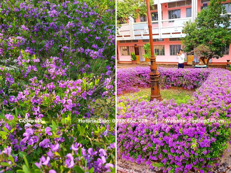 Trồng viền hoa quanh sân trường bằng cây Linh Sam
