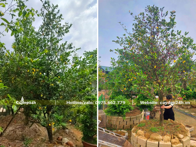 Mai Tứ Quý lâu năm dâm ủ,chiều cao từ 2,5 - 3m