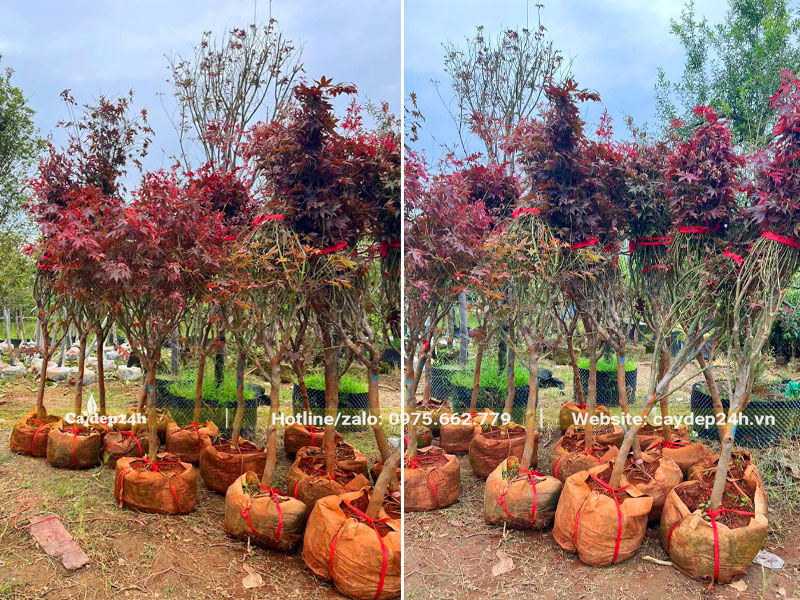 Phong Lá Đỏ cao 2m, hàng bứng thẳng