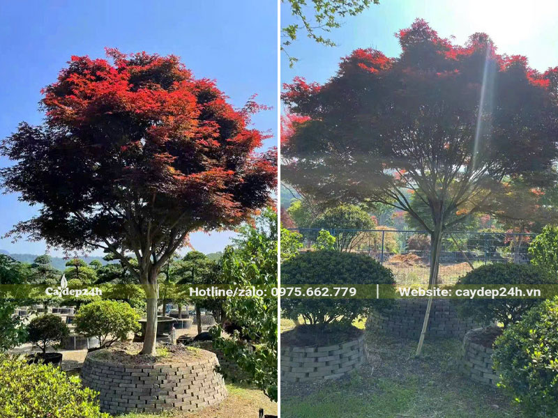 Chiều cao hơn 3m, đường kính gốc 13cm đã dâm ủ nhiều năm