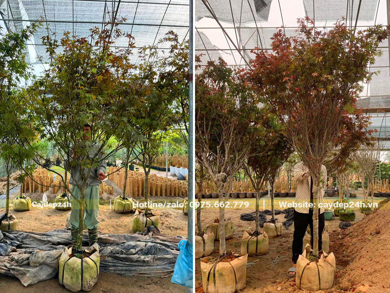 Ngắm những cây Phong Lá Đỏ chiều cao hơn 2m