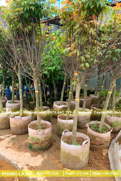 Những bầu cây Phong Lá Đỏ trưởng thành đường kính gốc 5cm